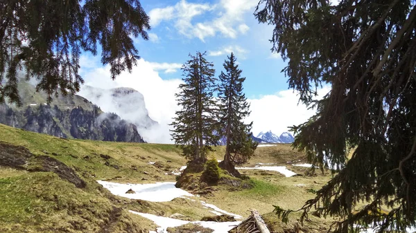 Trees Evergreen Forests Slopes Churfirsten Mountain Range Lake Walensee Canton — Stock Photo, Image