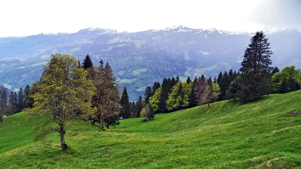 Weiden Weilanden Tussen Bergketen Van Churfirsten Lake Walensee Kanton Gallen — Stockfoto