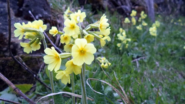 Primula Auricula Horská Petrklíč Nebo Bear Ucha Švýcarské Alpy Švýcarsko — Stock fotografie