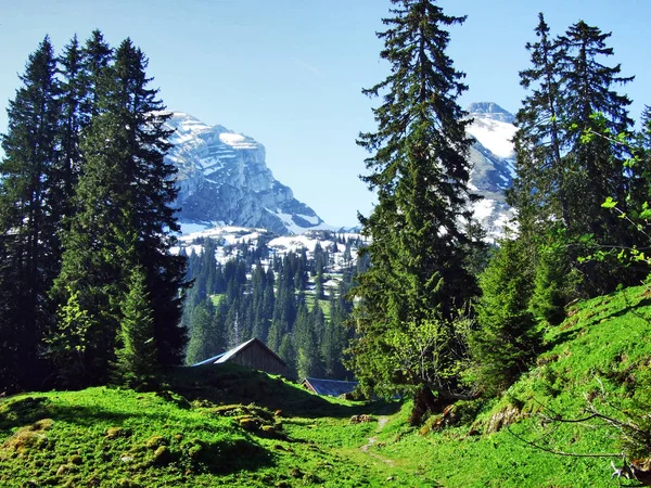 Alpine Djurgårdar Och Stall Sluttningarna Churfirsten Bergskedja Kantonen Sankt Gallen — Stockfoto