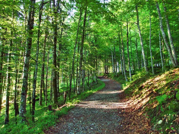 Arbres Forêts Mixtes Sur Les Pentes Entre Chaîne Montagnes Churfirsten — Photo