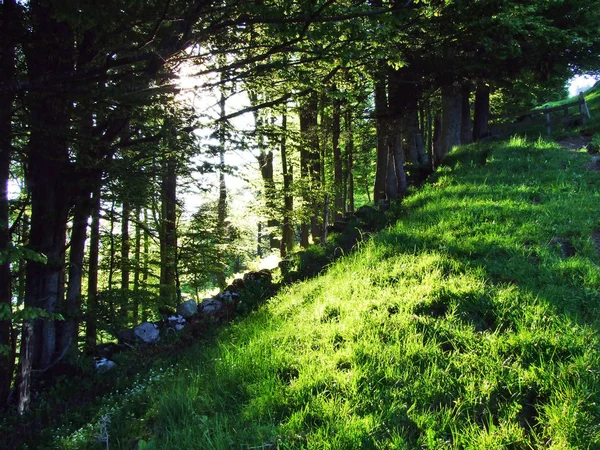 Bäume Und Mischwälder Den Hängen Zwischen Dem Churfirsten Und Dem — Stockfoto