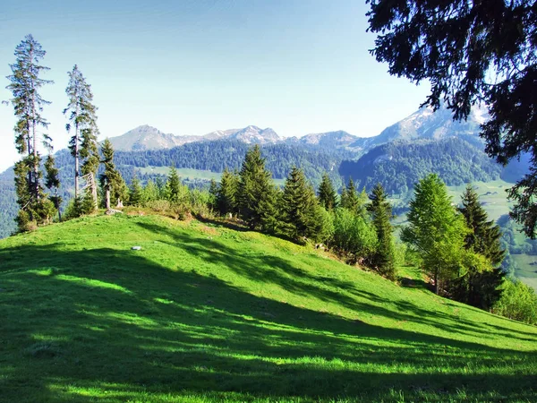 Bomen Gemengde Bossen Hellingen Tussen Bergketen Van Churfirsten Thurtal Vallei — Stockfoto