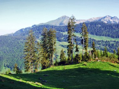 Ağaçlar ve Churfirsten Sıradağları ve Thurtal valley - St. Gallen Kantonu İsviçre arasında yamaçlarında herdem yeşil ormanlar