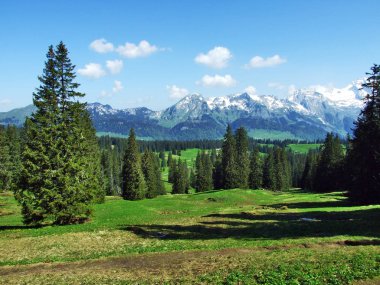 Ağaçlar ve Churfirsten Sıradağları ve Thurtal valley - St. Gallen Kantonu İsviçre arasında yamaçlarında herdem yeşil ormanlar