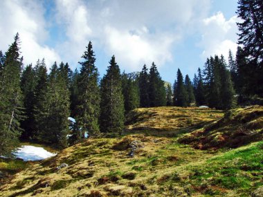 Ağaçlar ve Churfirsten Sıradağları ve Thurtal valley - St. Gallen Kantonu İsviçre arasında yamaçlarında herdem yeşil ormanlar