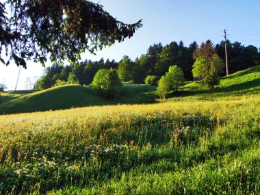 Alpine mera ve çayırlar Churfirsten dağ silsilesi - Canton St. Gallen, İsviçre eteklerinde