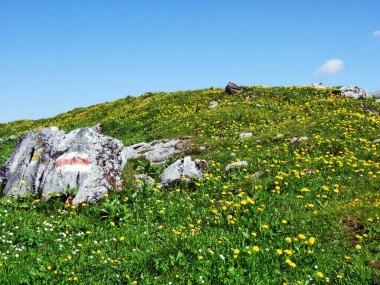 Alpine mera ve çayırlar Churfirsten dağ silsilesi - Canton St. Gallen, İsviçre eteklerinde