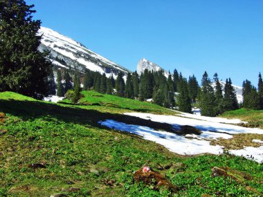 Alpine mera ve çayırlar Churfirsten dağ silsilesi - Canton St. Gallen, İsviçre eteklerinde