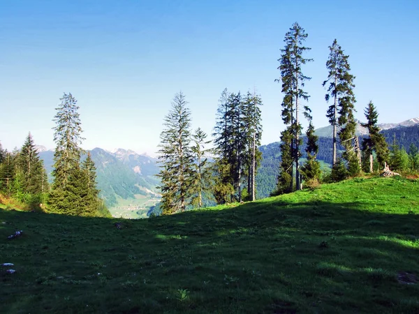 Arbres Forêts Feuillage Persistant Sur Les Pentes Entre Chaîne Montagnes — Photo