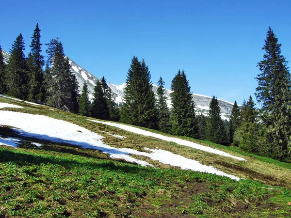 Churfirsten 山脈と Thurtal バレー ザンクト ガレンのカントン スイス連邦共和国との間の斜面に常緑の森林 — ストック写真