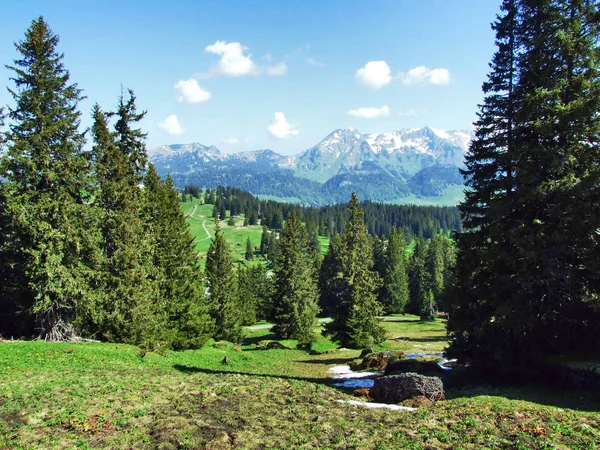 Árboles Bosques Siempreverdes Las Laderas Entre Cordillera Churfirsten Valle Thurtal —  Fotos de Stock