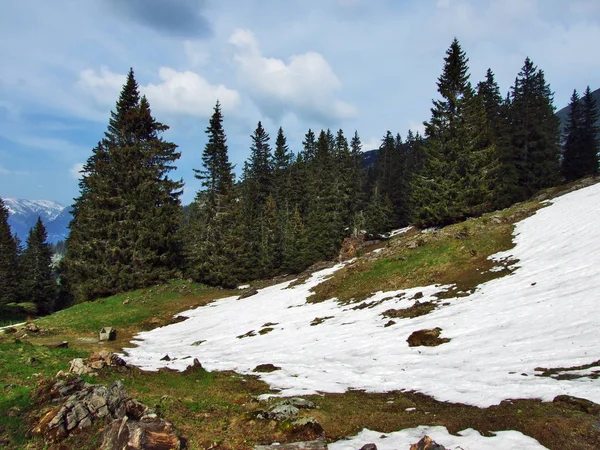 Alberi Boschi Sempreverdi Sui Pendii Tra Catena Montuosa Del Churfirsten — Foto Stock