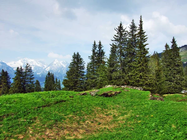 Churfirsten 山脉和 Thurtal 山谷之间的山坡上的树木和常绿森林 瑞士圣加仑州 — 图库照片