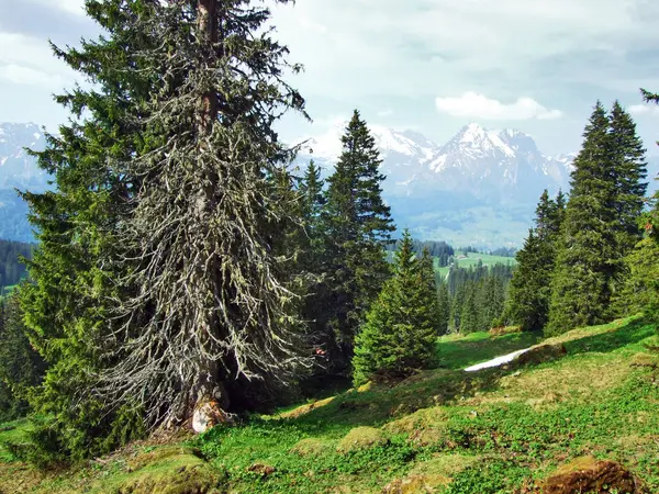 Bomen Groenblijvende Bossen Hellingen Tussen Bergketen Van Churfirsten Thurtal Vallei — Stockfoto