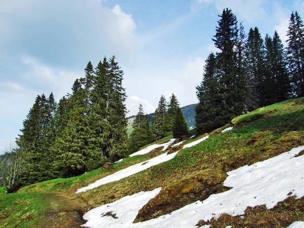 Árboles Bosques Siempreverdes Las Laderas Entre Cordillera Churfirsten Valle Thurtal —  Fotos de Stock