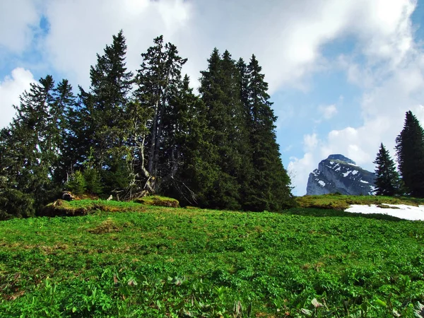 Churfirsten 山脈と Thurtal バレー ザンクト ガレンのカントン スイス連邦共和国との間の斜面に常緑の森林 — ストック写真