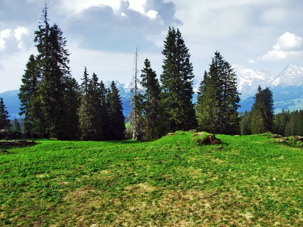 Drzew Wiecznie Zielone Lasy Zboczach Między Pasmo Górskie Churfirsten Thurtal — Zdjęcie stockowe
