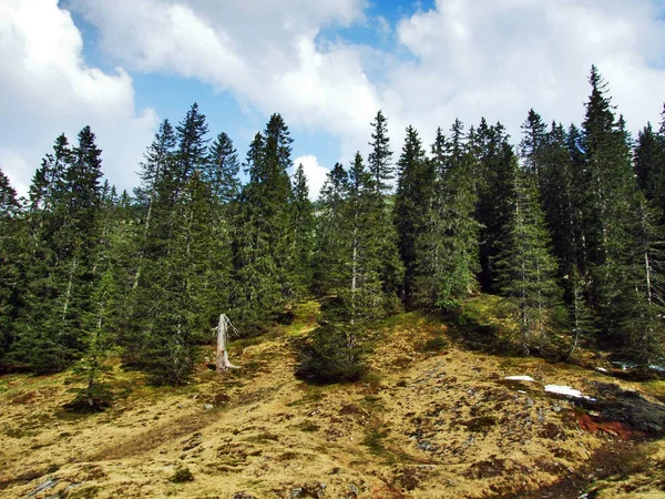 Stromy Jehličnaté Lesy Svazích Mezi Pouze Pohoří Thurtal Údolí Kantonu — Stock fotografie