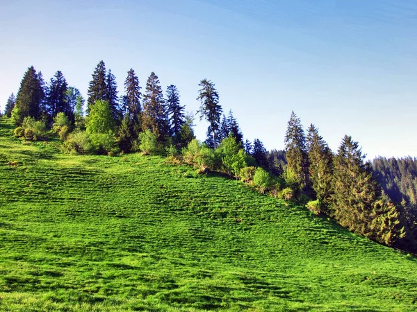 Alpine Pastures Meadows Slopes Churfirsten Mountain Range Canton Gallen Switzerland — Stock Photo, Image