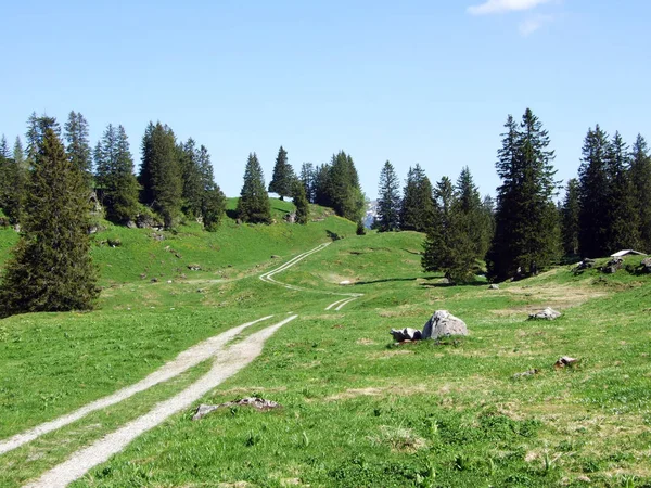 Almen Und Wiesen Den Hängen Des Churfirsten Kanton Gallen Schweiz — Stockfoto