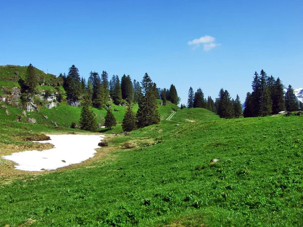 Alpine Mera Çayırlar Churfirsten Dağ Silsilesi Canton Gallen Sviçre Eteklerinde — Stok fotoğraf