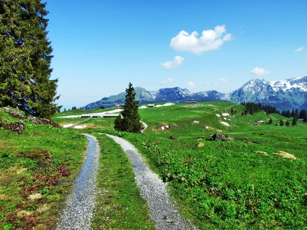 Alpenweiden Weiden Hellingen Van Churfirsten Bergketen Kanton Gallen Zwitserland — Stockfoto