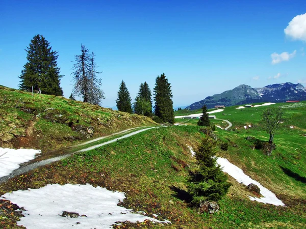 Alpské Pastviny Louky Svazích Pouze Pohoří Kantonu Gallen Švýcarsko — Stock fotografie