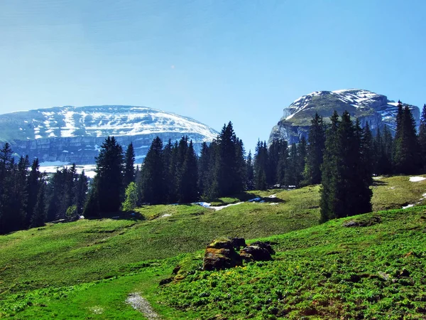 Alpine Mera Çayırlar Churfirsten Dağ Silsilesi Canton Gallen Sviçre Eteklerinde — Stok fotoğraf