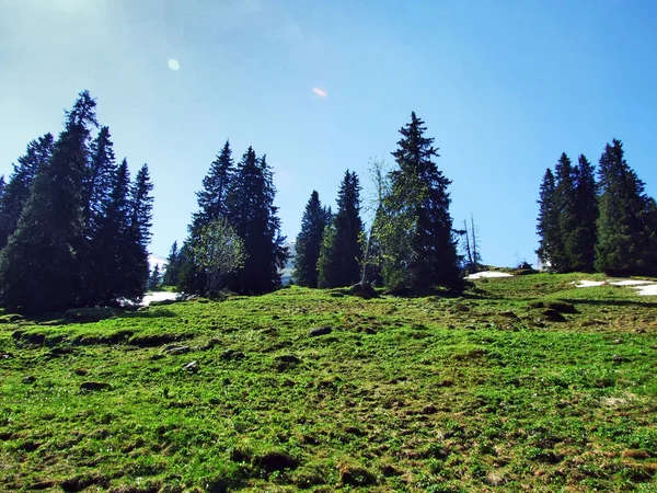 Альпійські Пасовища Луки Схилах Гірського Хребта Кантону Санкт Галлен Churfirsten — стокове фото