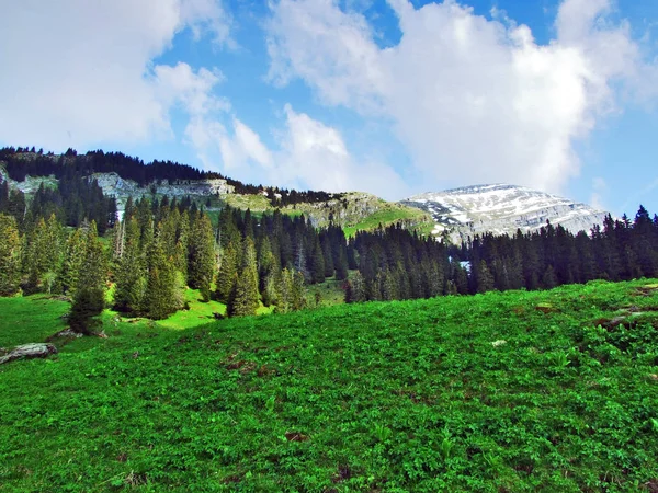 Alpine Mera Çayırlar Churfirsten Dağ Silsilesi Canton Gallen Sviçre Eteklerinde — Stok fotoğraf