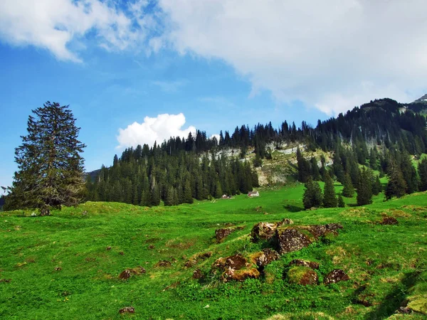 Pastos Alpinos Prados Las Laderas Cordillera Churfirsten Cantón Gallen Suiza —  Fotos de Stock