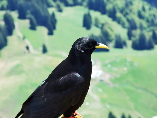 Pyrrhocorax Graculus Alpine Chough Yellow Billed Chough Swiss Alps Suíça — Fotografia de Stock