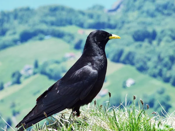 Pyrrhocorax Graculus Alpine Chough Yellow Billed Chough Swiss Alps Suíça — Fotografia de Stock