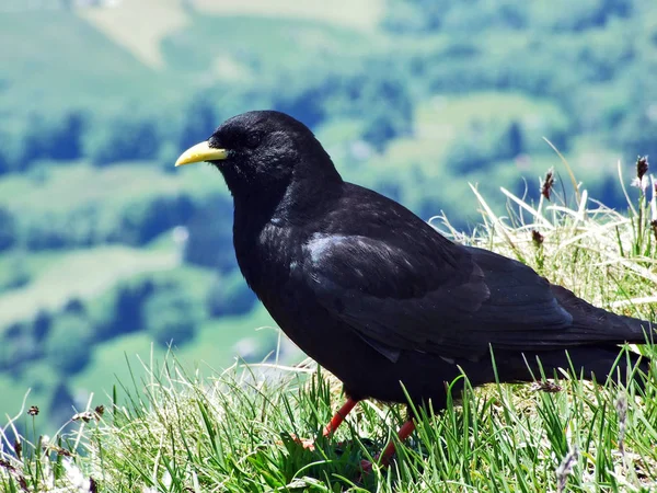 Pyrrhocorax Graculus Alpine Chough Yellow Billed Chough Swiss Alps Suíça — Fotografia de Stock