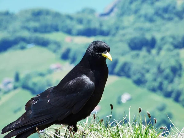 Pyrrhocorax Graculus Alpine Chough Yellow Billed Chough Swiss Alps Suíça — Fotografia de Stock