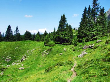 Alpine mera ve çayırlar Appenzell Alp dağ silsilesi - St. Gallen kantonu, İsviçre Alvier tepe eteklerinde