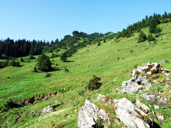 Pastos Alpinos Prados Las Laderas Del Pico Alvier Cordillera Los — Foto de Stock