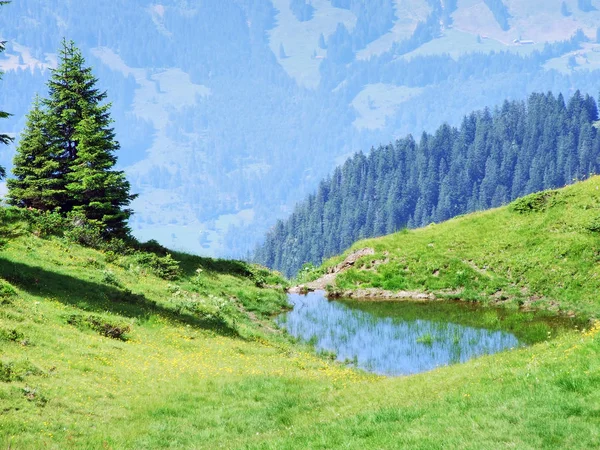 Pastos Alpinos Prados Las Laderas Del Pico Alvier Cordillera Los — Foto de Stock