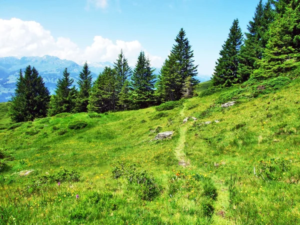 Alpesi Legelők Rétek Lejtőin Alvier Csúcsa Alpok Appenzell Hegység Gallen — Stock Fotó