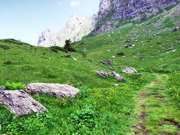 Alpesi Legelők Rétek Lejtőin Alvier Csúcsa Alpok Appenzell Hegység Gallen — Stock Fotó