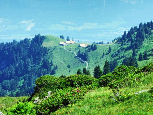 Almviehbetriebe Und Ställe Den Hängen Des Alvierberges Den Appenzeller Alpen — Stockfoto