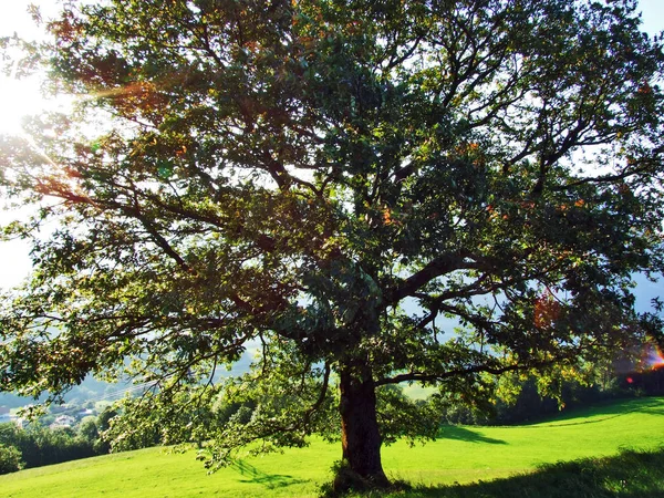Alvier Seeztal バレー ザンクト ガレンのカントン スイス連邦共和国との間の斜面林 — ストック写真