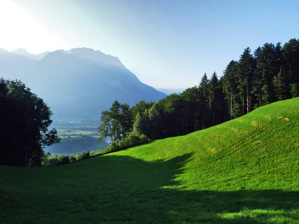 Fák Vegyes Erdők Lejtőin Alvier Mountain Seeztal Völgy Gallen Kanton — Stock Fotó