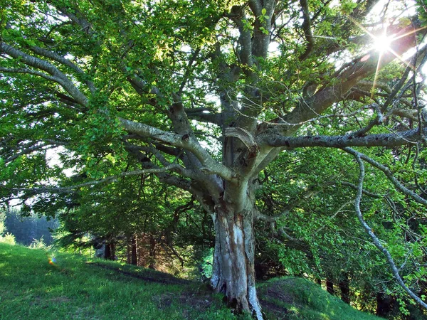 Drzew Lasów Mieszanych Stokach Między Góry Alvier Seeztal Dolina Kantonu — Zdjęcie stockowe