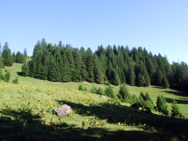 Ağaçlar ve Alvier dağ arasındaki Seeztal Vadisi - Canton St. Gallen, İsviçre yamaçlarında herdem yeşil ormanlar