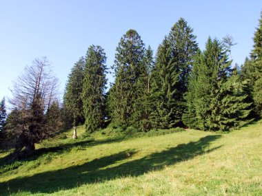 Ağaçlar ve Alvier dağ arasındaki Seeztal Vadisi - Canton St. Gallen, İsviçre yamaçlarında herdem yeşil ormanlar