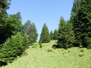 Ağaçlar ve Alvier dağ arasındaki Seeztal Vadisi - Canton St. Gallen, İsviçre yamaçlarında herdem yeşil ormanlar