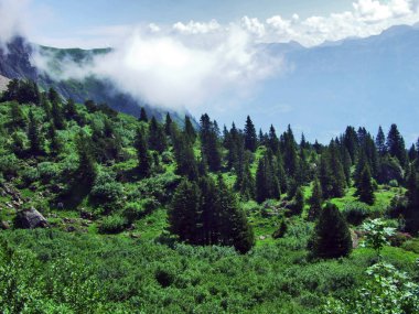 Ağaçlar ve Alvier dağ arasındaki Seeztal Vadisi - Canton St. Gallen, İsviçre yamaçlarında herdem yeşil ormanlar