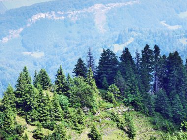 Ağaçlar ve Alvier dağ arasındaki Seeztal Vadisi - Canton St. Gallen, İsviçre yamaçlarında herdem yeşil ormanlar